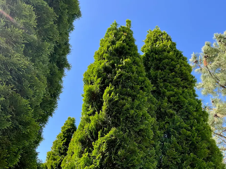 Dense, healthy arborvitae trees reaching into a clear blue sky